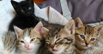 astrid pet sitter à BEAUVAIS 60000_5