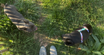 giovan dog sitter à LYON 08 69008_1