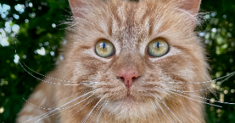 ophélie pet sitter à PONT L EVEQUE 14130_8