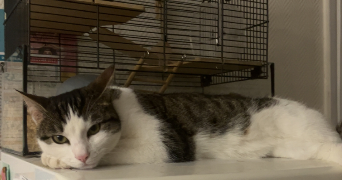 tiphaine pet sitter à PALAISEAU 91120_6