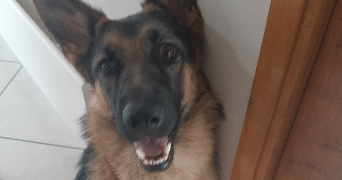maelys pet sitter à CAEN 14000_2