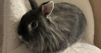 margot pet sitter à CLAYE SOUILLY 77410_6