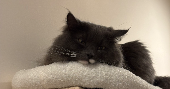 nina cat sitter à ARLES 13200_0