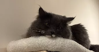 nina cat sitter à ARLES 13200