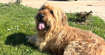 ines pet sitter à ST CHRISTOPHE SUR DOLAISON 43370_5