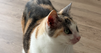 adriana pet sitter à SARAN 45770_9