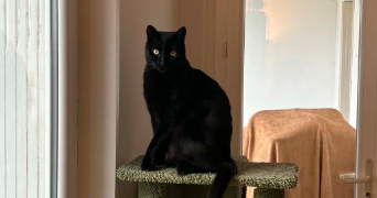 charlyne pet sitter à BERGERAC 24100_4