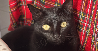 mauranne pet sitter à NANGY 74380_1