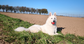 rabia pet sitter à HAGUENAU 67500_3