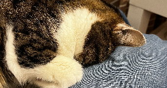 camille pet sitter à SAINTRY SUR SEINE 91250_1