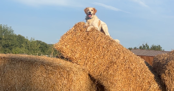 anna pet sitter à AGDE 34300_2