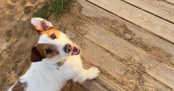 lila pet sitter à ST GILLES CROIX DE VIE 85800_2