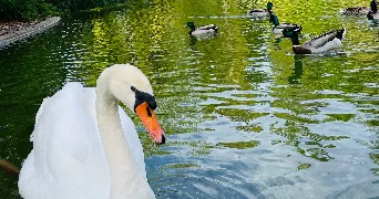 doria pet sitter à VANNES 56000