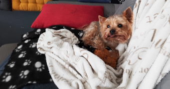 alexandra pet sitter à THONON LES BAINS 74200_2