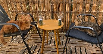maëva pet sitter à PLESCOP 56890_4