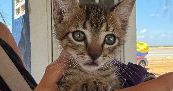 manon  pet sitter à Cessy 01170_9