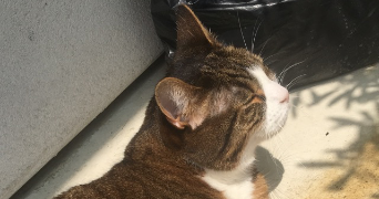 louise pet sitter à PARIS 13 75013_2
