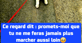 andrea pet sitter à PARIS 11 75011_8
