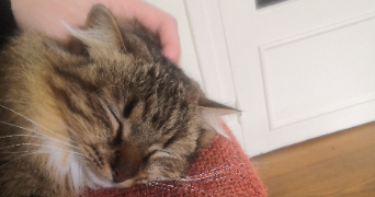 malou pet sitter à NANTES 44000_3