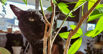 madeline pet sitter à FONTAINES 71150_1