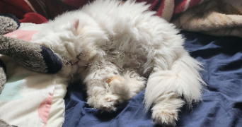 kheira pet sitter à SETE 34200_3