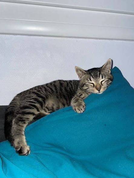 adeline pet sitter à Montelier 26120_5