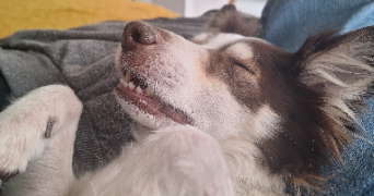 melanie pet sitter à ROQUEBRUNE CAP MARTIN 06190_3