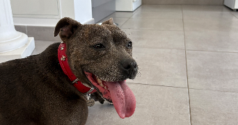 mégane pet sitter à BANDOL 83150_6