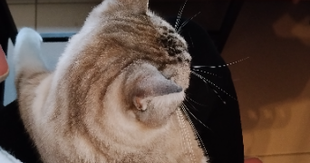 neila pet sitter à CASTELNAU LE LEZ 34170_4