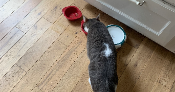 angelie pet sitter à LONGJUMEAU 91160_1