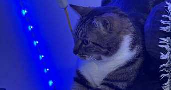 tessa pet sitter à VILLEURBANNE 69100_1