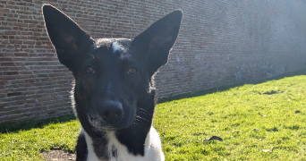 sarah pet sitter à TOULOUSE 31300_3