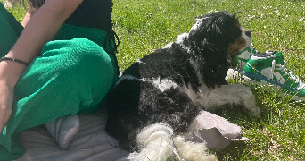 solene pet sitter à GIROUSSENS 81500_5