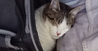 aurelia pet sitter à TOULOUSE 31000_9