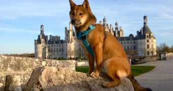 sarah pet sitter à ARDON 45160_2