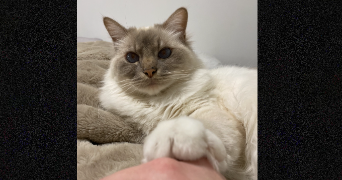 célia pet sitter à HAGUENAU 67500_6