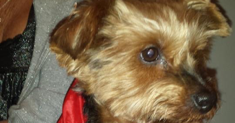 léana pet sitter à BOULOGNE BILLANCOURT 92100_6