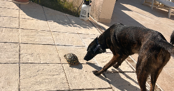 esther pet sitter à AURIBEAU SUR SIAGNE 06810_3