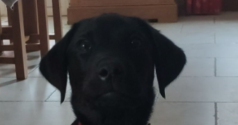 joris pet sitter à BELFORT 90000_2