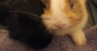 patricia pet sitter à OPPEDE 84580_0