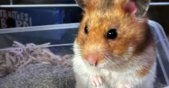 ophélie pet sitter à PONT L EVEQUE 14130_4