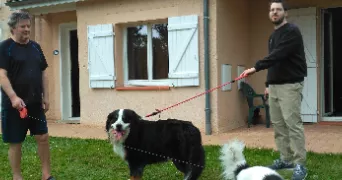 jean pierre pet sitter à PIBRAC 31820