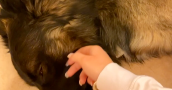 juliette pet sitter à LANTA 31570_3