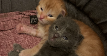 marie pet sitter à CHATEAUNEUF DE GALAURE 26330_3