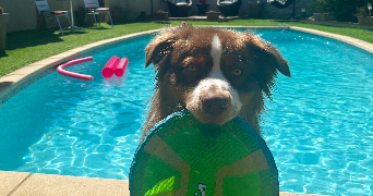 arthur pet sitter à PUGET SUR ARGENS 83480_1