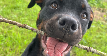 liliane pet sitter à ST JEAN DE LUZ 64500_2