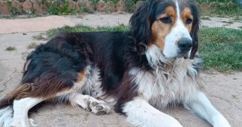 anthony  pet sitter à ST ARNOULT DES BOIS 28190_2