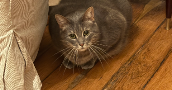 clara pet sitter à PARIS 18 75018_3