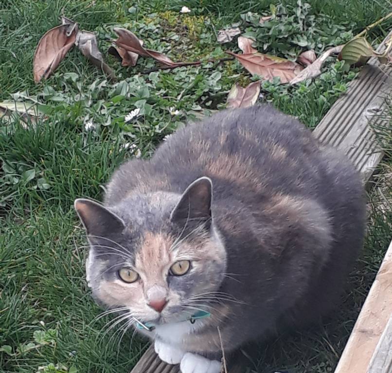 muriel pet sitter à Précy-sur-Marne 77410_0