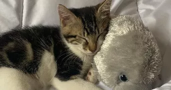 pauline pet sitter à CABANAC ET VILLAGRAINS 33650